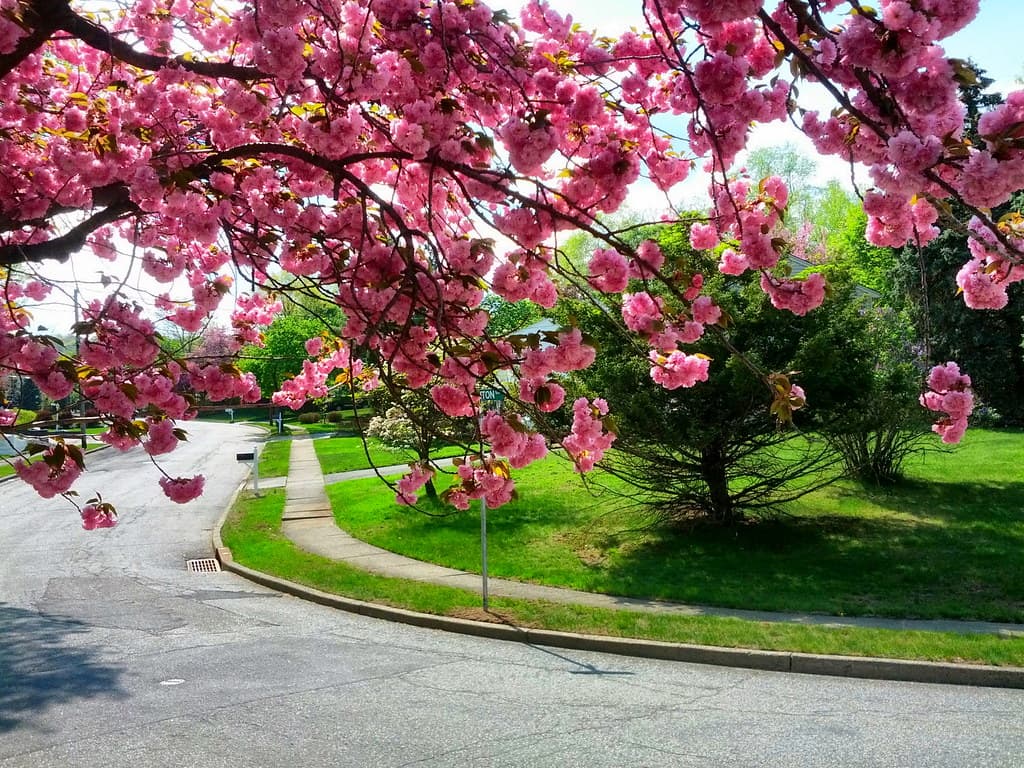 A tree-lined residential sidewalk in spring