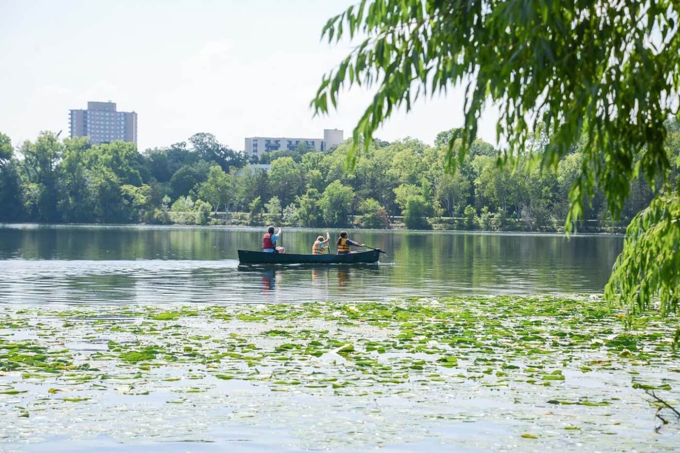 Algae at Minneapolis Lakes