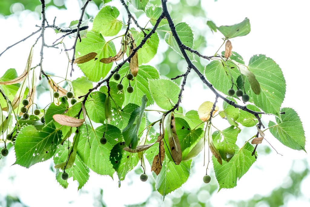 Leaves, Lake Harriet, Minneapolis 8/19/18 #trees